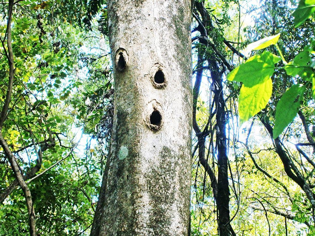Surrey Bird Sanctuary & Holiday Resort Welimada エクステリア 写真